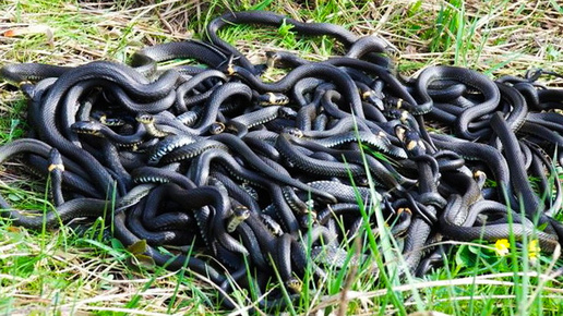 5 самых ядовитых змей России: где водятся, как отличить от неядовитых и что делать, если вас укусила змея