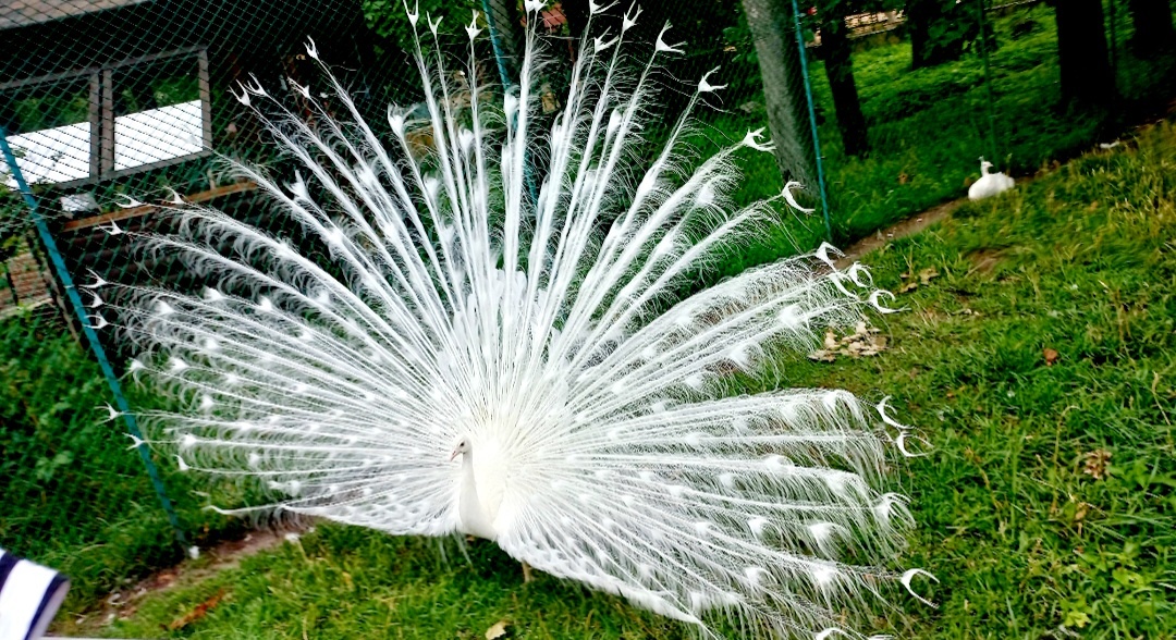 Летняя снежинка! Summer snowflake!