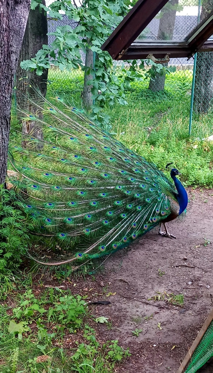Какое чудо природы! What a miracle of nature!