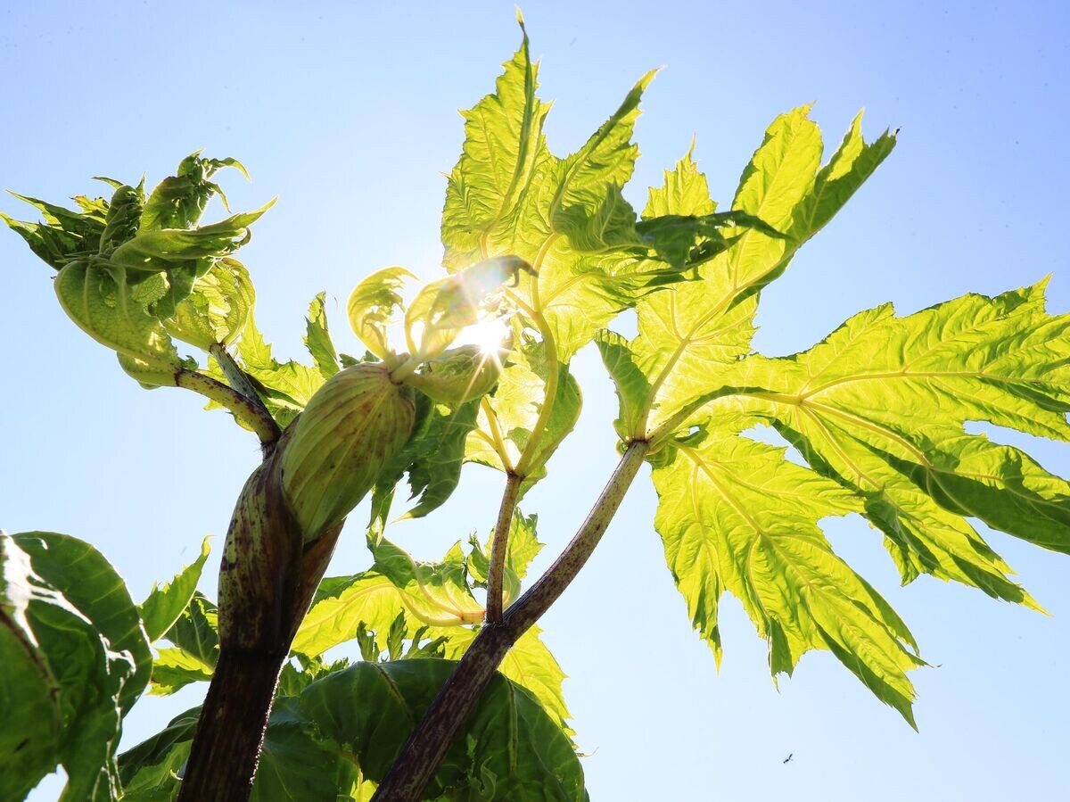    Борщевик© РИА Новости / Антон Денисов