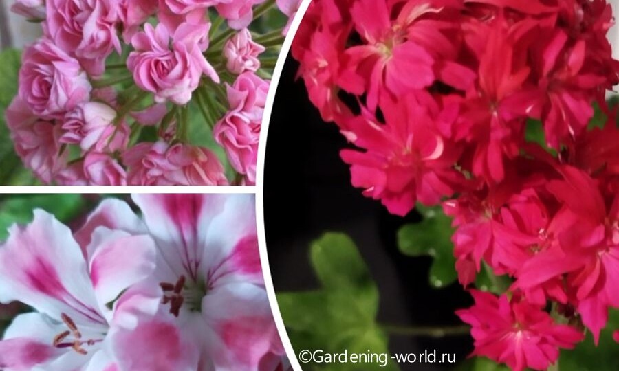 Уход за геранью в жару — 5 эффективных советов