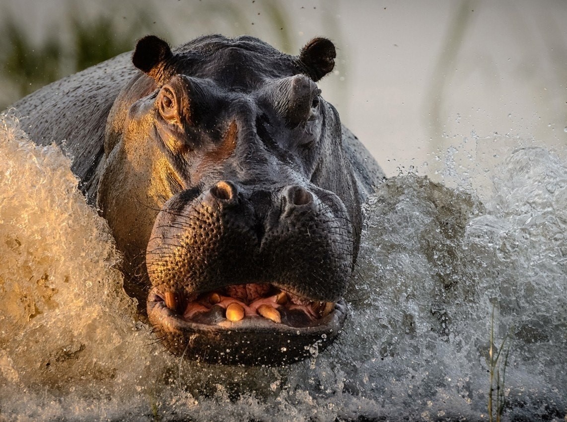 Бегемот. Фото с сайта https://pofoto.club/