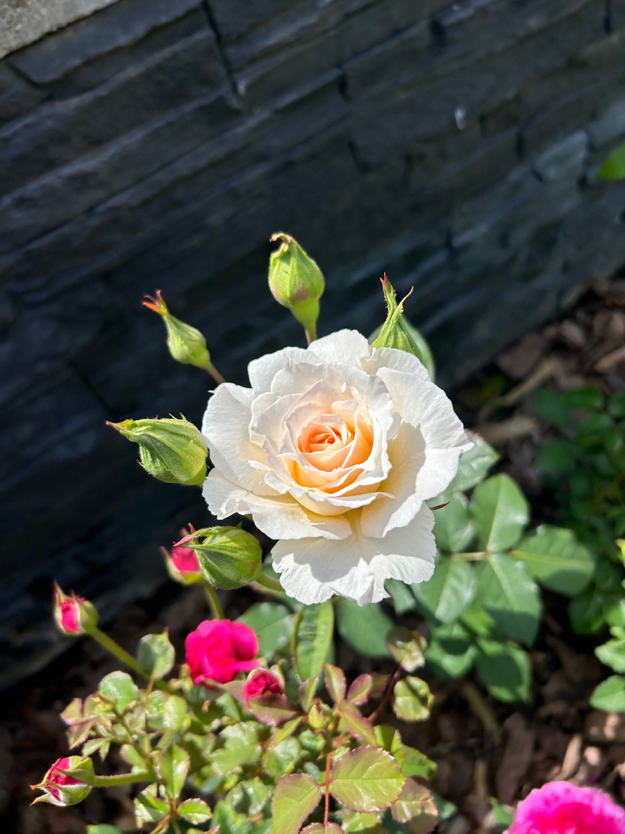 Первый цветок на Пустинии 26 июня