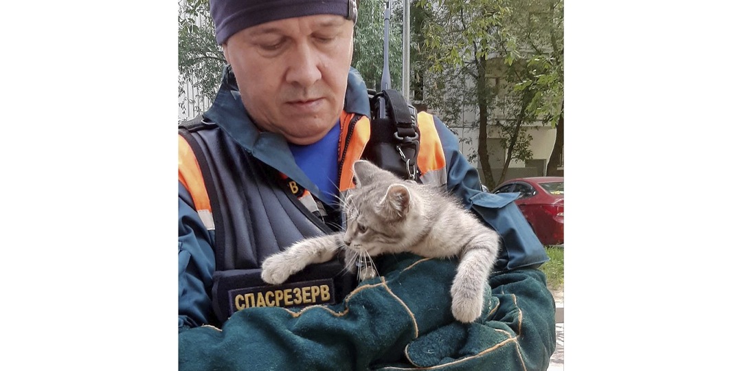 Дерево, лестница, рукавицы: еще одного котенка спасли в Москве