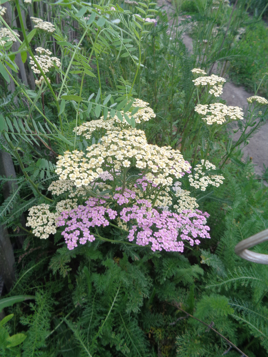 Тысячелистник обыкновенный декоративный