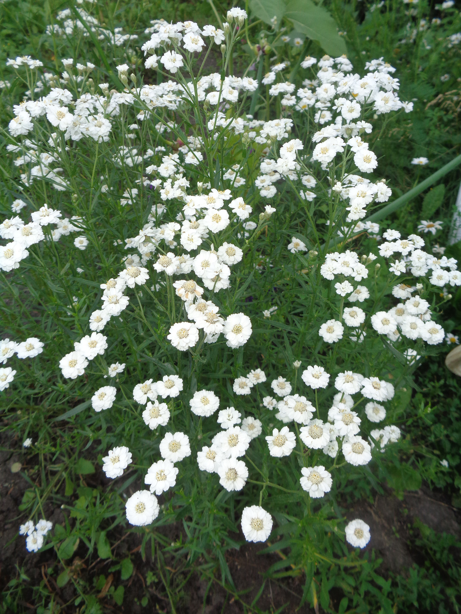 Мой птармика. Сеяла семенами