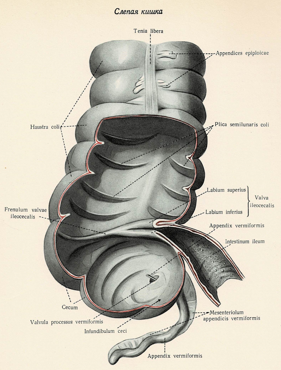 Рис.1: Слепая кишка, червеобразный отросток и часть восходящей ободочной кишки. Вид спереди.