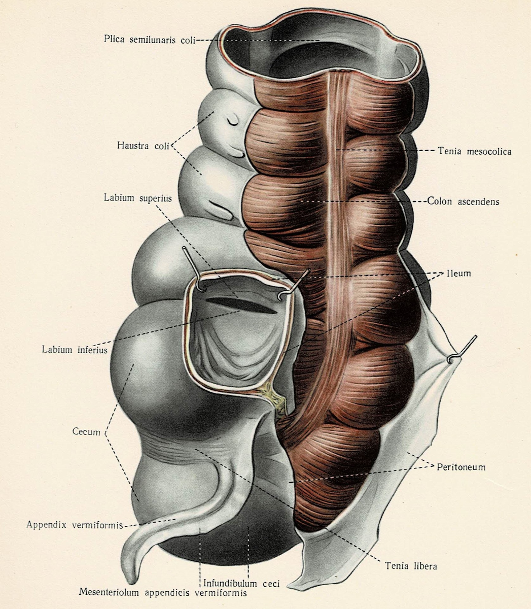 Рис. 2: Слепая кишка, баугиниевая заслонка и червеобразный отросток. Вид сзади.