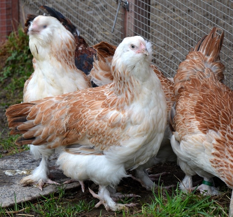 пятый палец у Фавероль не участвует в движении,он оттопырен вверх