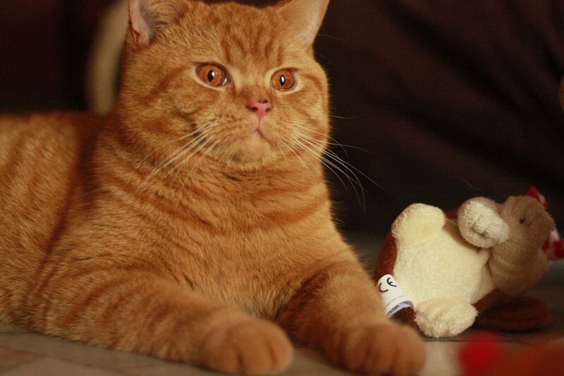 Красный британец табби