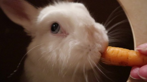 Кролик Моти ест морковку 🥕