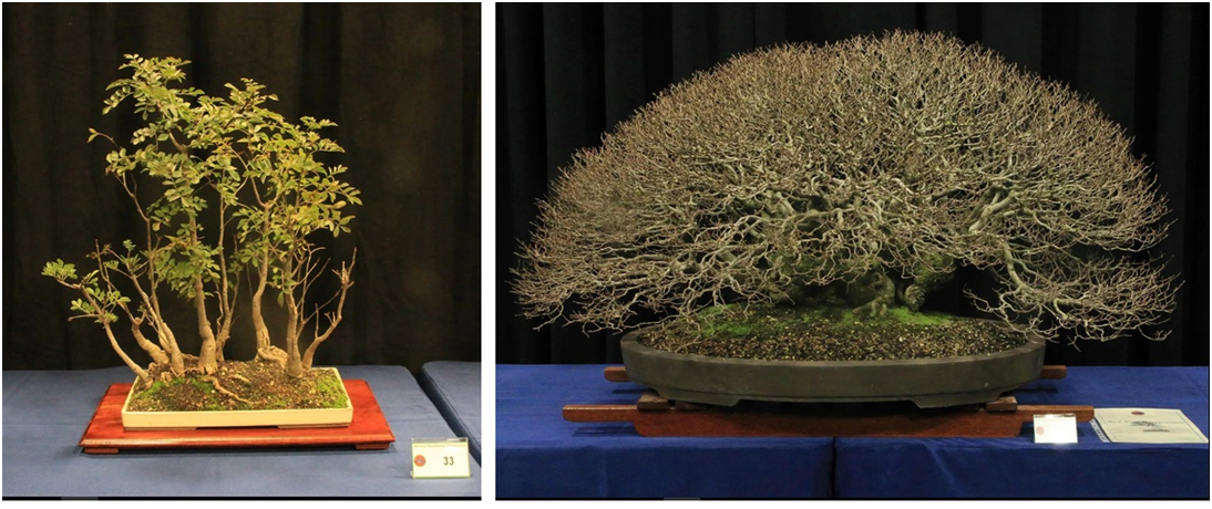 Источник:  https://www.bonsainorthwest.com.au/