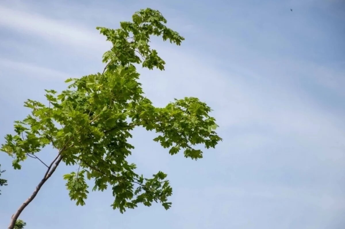    14 июля в Туле ожидается малооблачная погода, небольшой дождь и до + 32