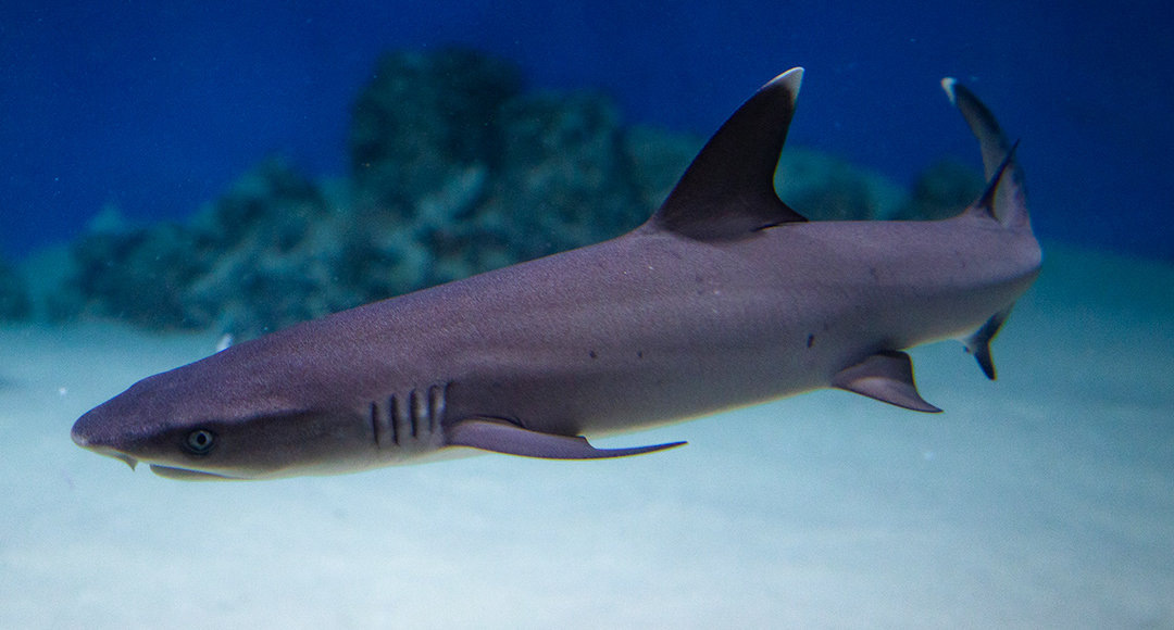    Фото: «Москвариум»