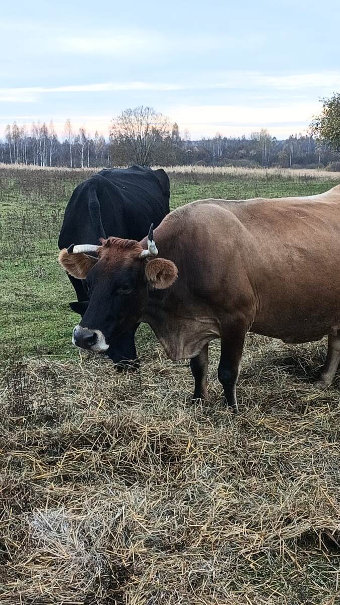 Розита, с разными рогами