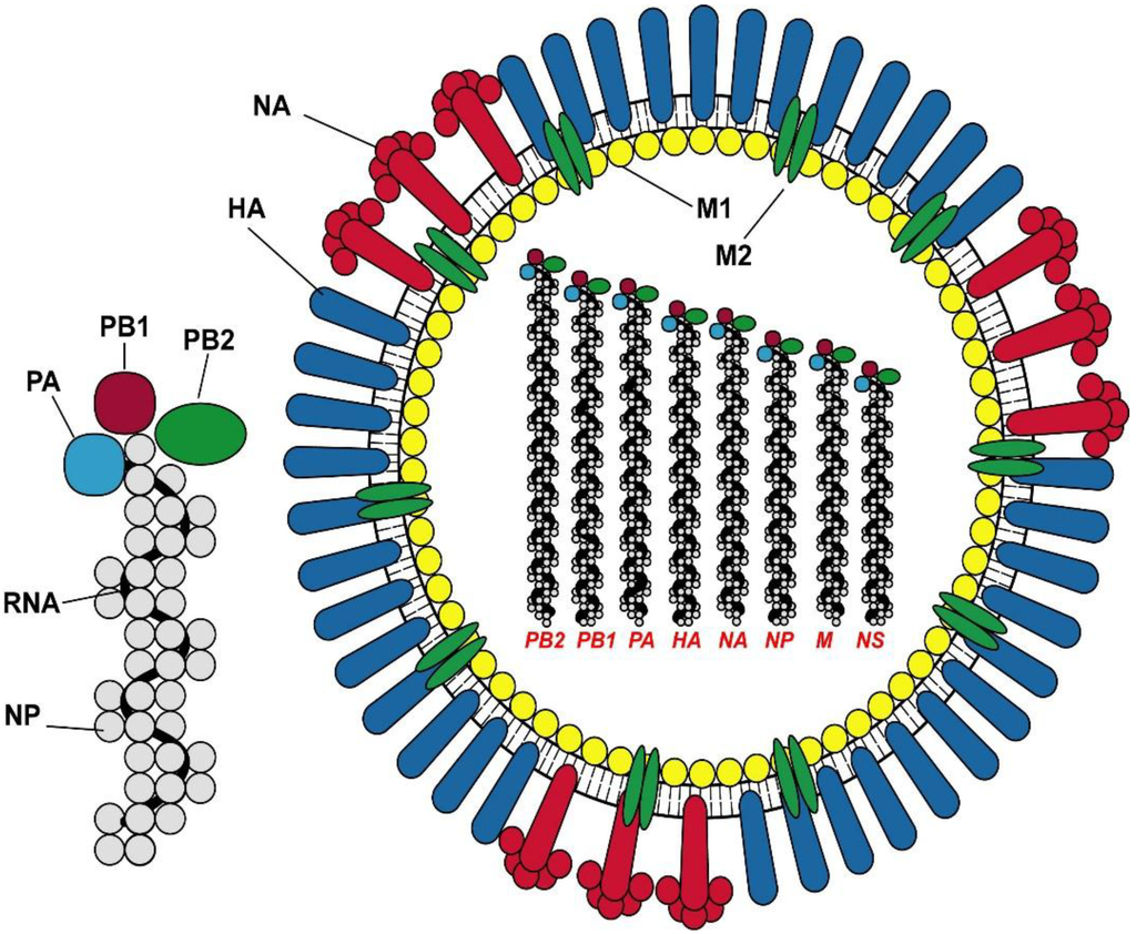 https://www.mdpi.com/vaccines/vaccines-03-00373/article_deploy/html/images/vaccines-03-00373-g001-1024.png  https://www.mdpi.com/2076-393X/3/2/373
