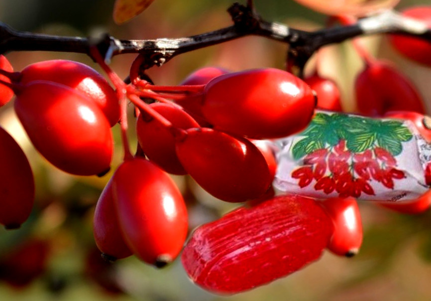 Барбарис. Ягоды и карамель.