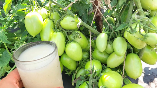 Лью в июле под томаты, огурцы, перцы и они обильно плодоносят. вкусные и сладкие