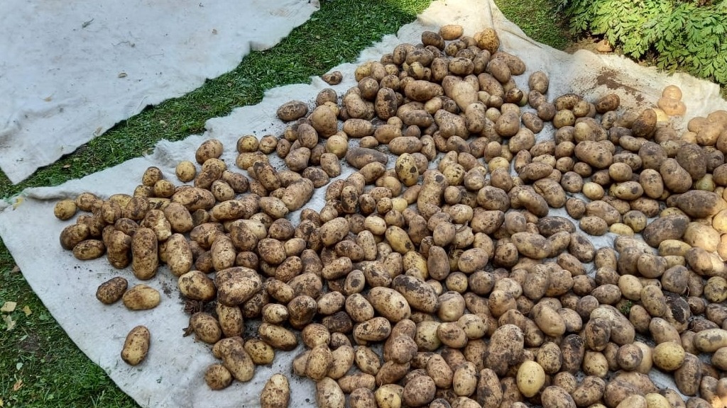 В прошлом году урожай картофеля был отменным. Из-под одного куста получили по 5 л клубней. 