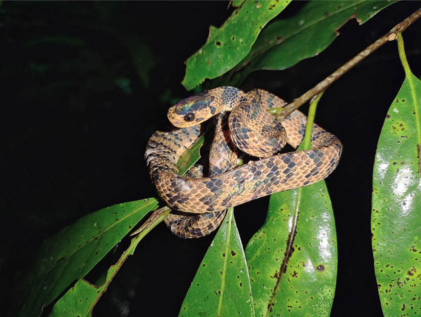Pareas tigerinus
