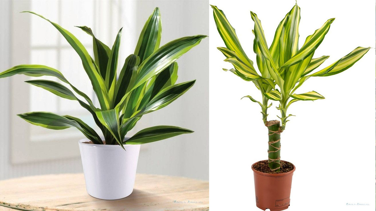Разные сорта драцены душистой. Источник https://floravdome.ru/dratsena-vidy-nazvaniya-i-foto/