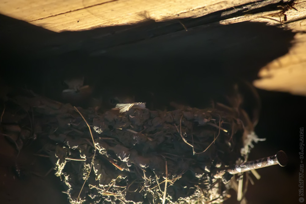 2. Птенцы Ласточки в гнезде © NickFW.ru — 06.07.2021г.