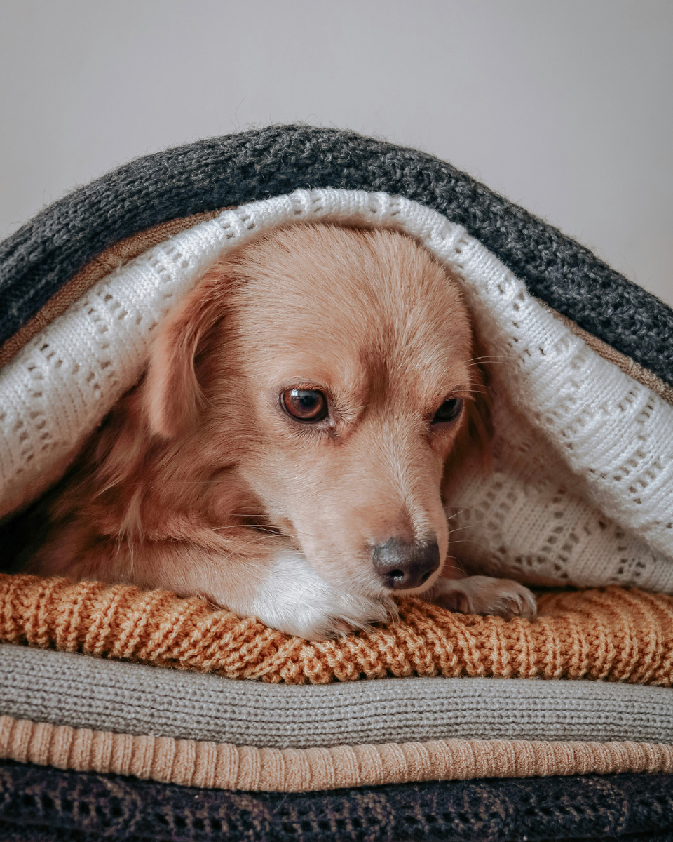 Фото Sdf Ruhbar (Unsplash)