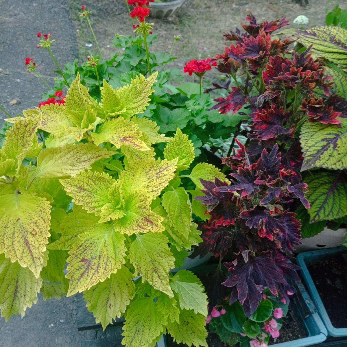 Цветы растут на клумбах и в горшках у многоэтажки