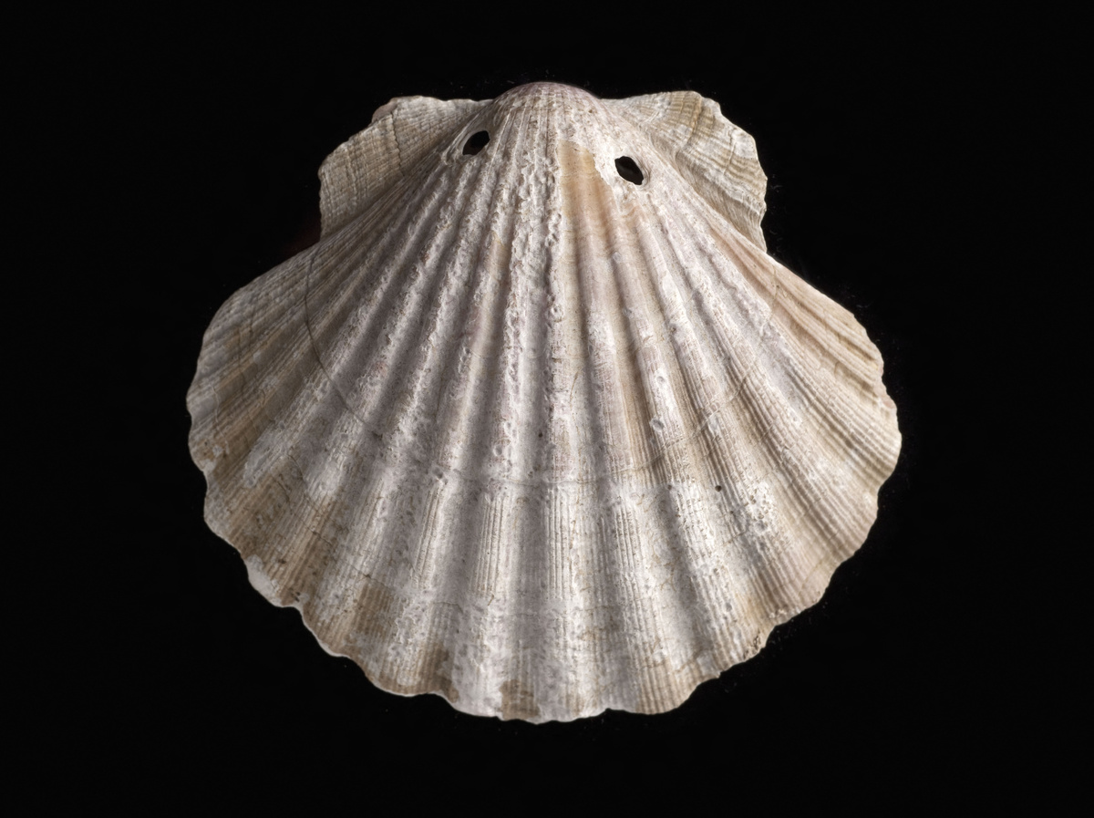 ©Musee de la Ville de Paris, Musee Carnavalet