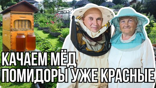 Скачали МЁД | ПОМИДОРЫ уже едим каждый день