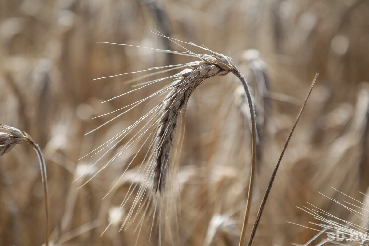    Белгидромет: ожидаемые дожди будут поддерживать хорошую влагообеспеченность сельхозкультур