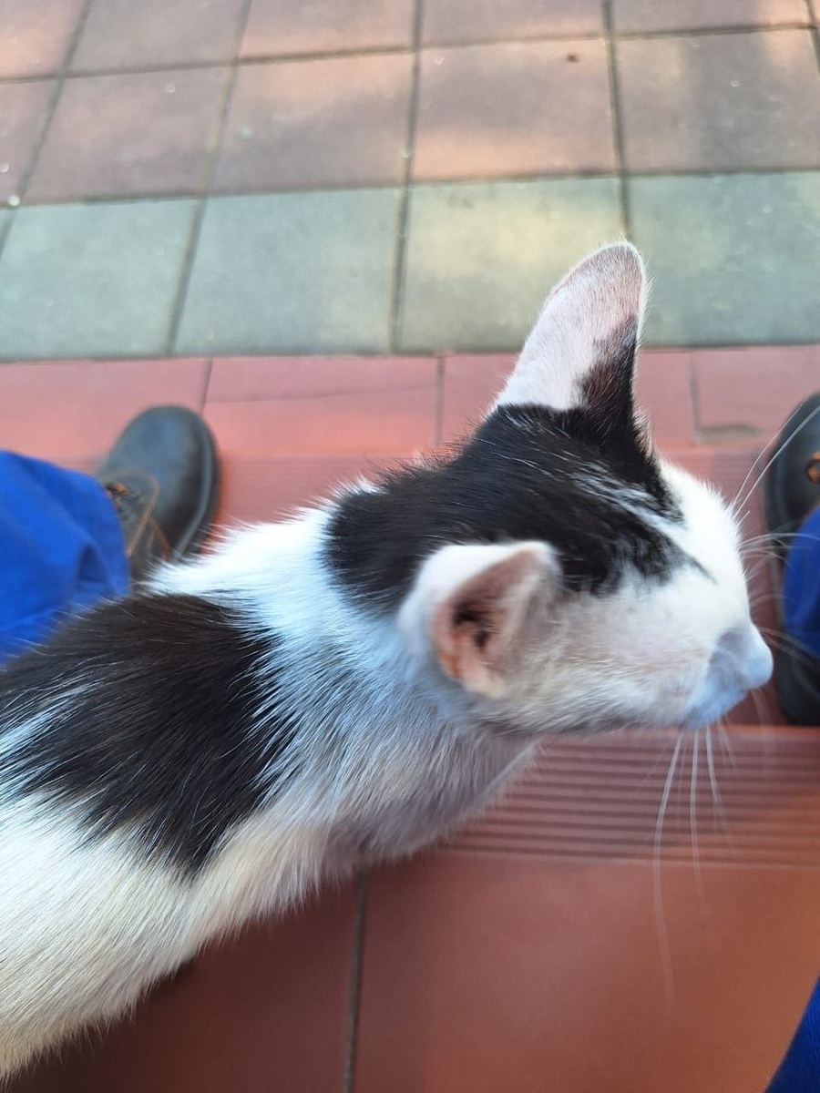 Приходит погладиться и подкормиться к отдыхающим работникам. Причем повторно идет к тем - кто кормит. Очень корыстное животное :)