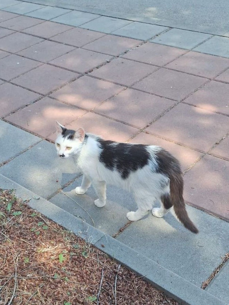 Местный житель - кошка по имени...кошка :). Молодая животинка, которая недавно прибилась к заводу. Это она уже отъелась. Несколько специфической внешности, но ласковая.