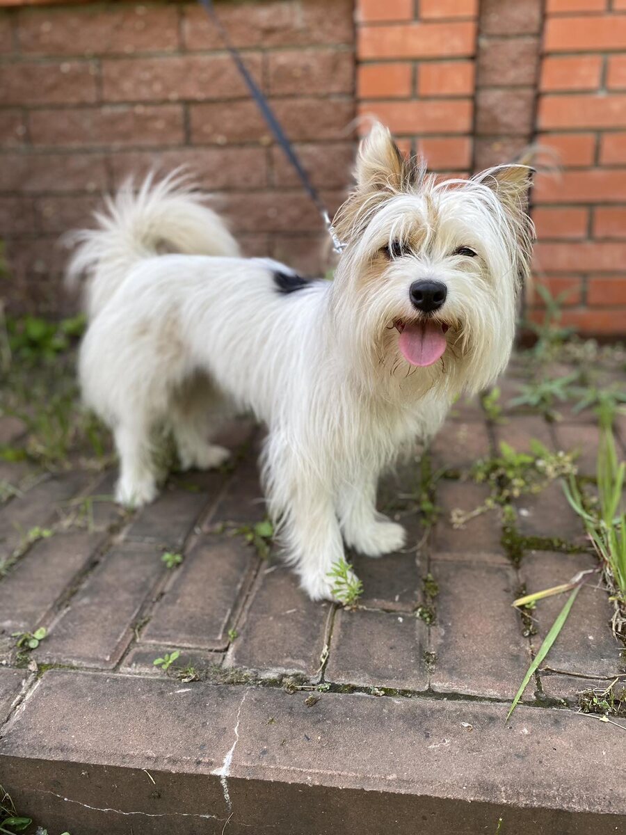 Если ступенька рядом, Моника на неё обязательно заберëтся
