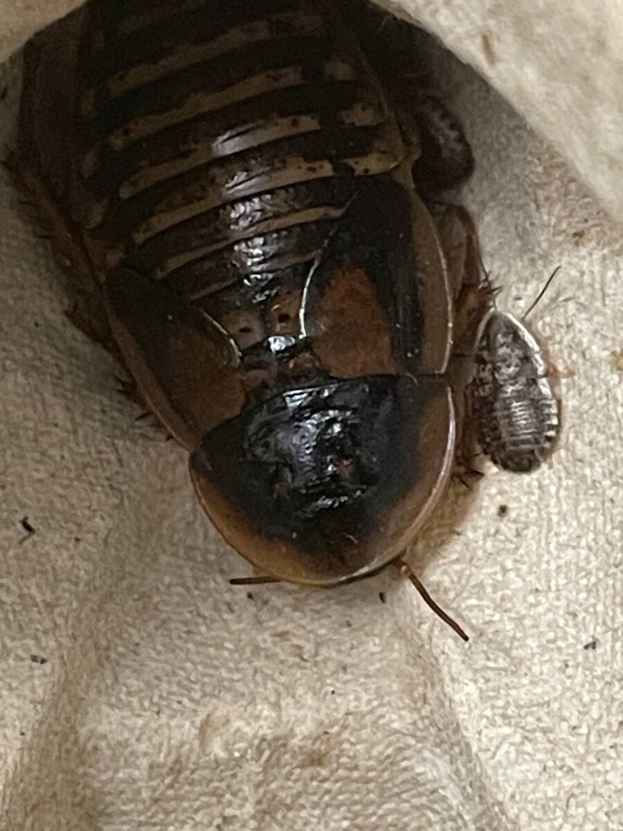 Имаго самка и нимфа аргентинского таракана