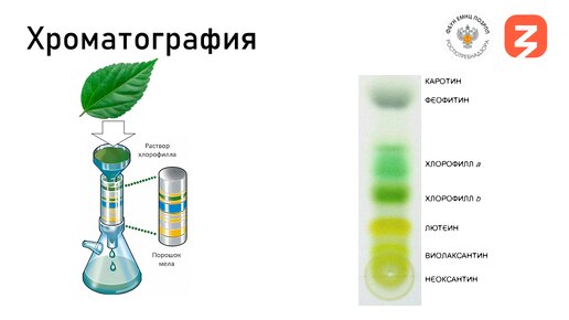 Хроматография - метод Цвета