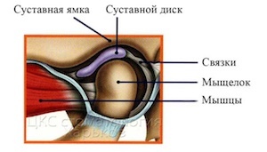 Анатомия ВНЧС
 
 
