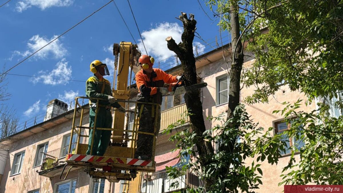 Во Владимире продолжилась ликвидация деревьев, пораженных карантинным  вредителем | «Владимирские новости» | Дзен