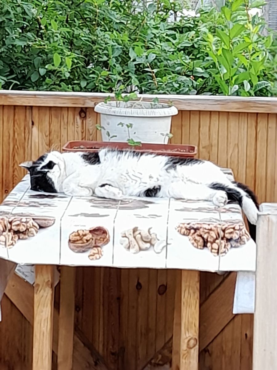 Фото автора. Приходит поесть и сладко поспать. И ведь не придерёшься