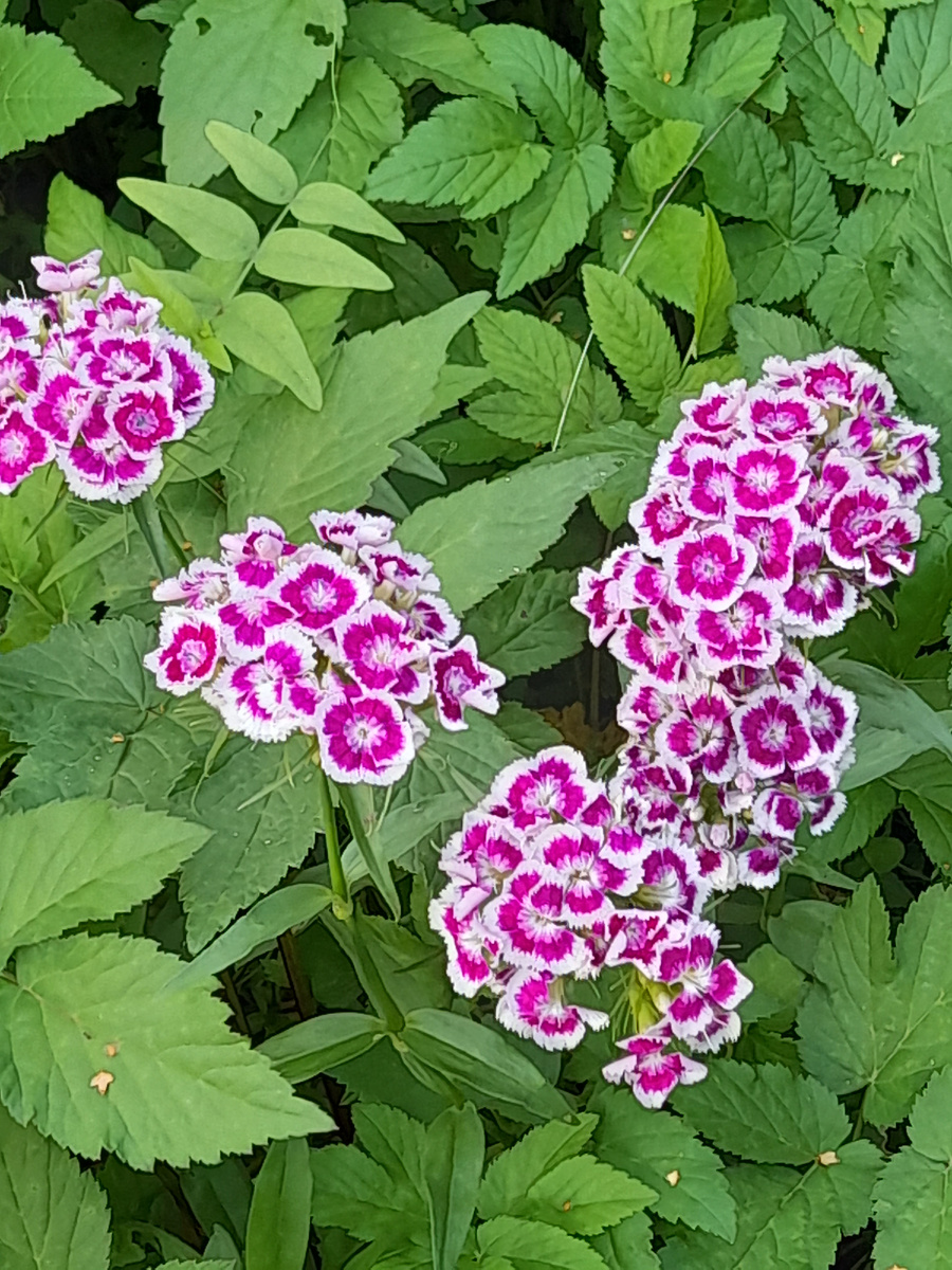 Фото автора. Турецкая гвоздика. Ну и сныть, конечно...