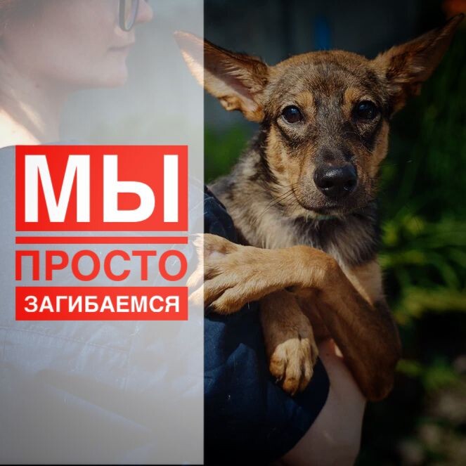 В приюте голод, мы КРИЧИМ - ПОМОГИТЕ!