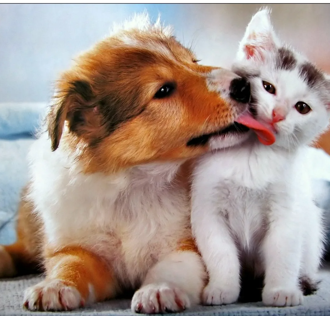 Фото взято из свободного бесплатного доступа в интернете.