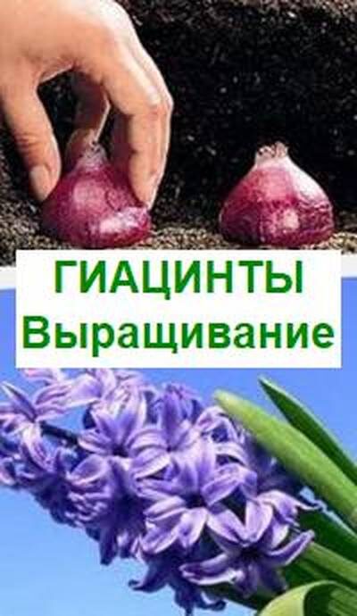 выращивание гиацинтов