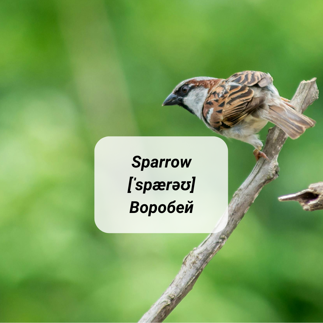 Sparrow