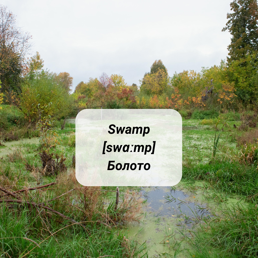 Swamp