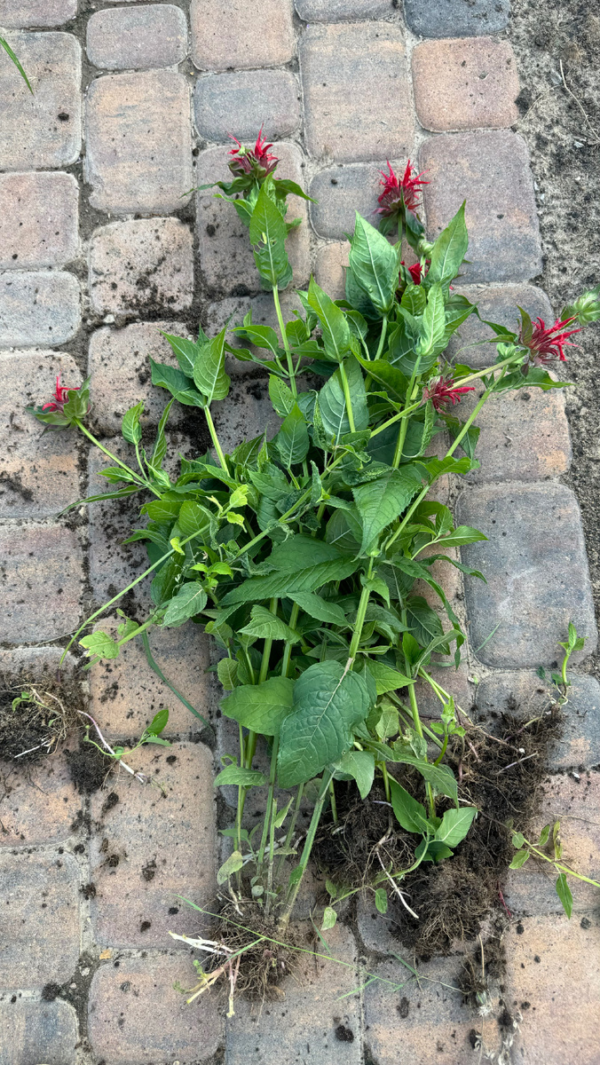 Типа розовые монарды из гаршинки 