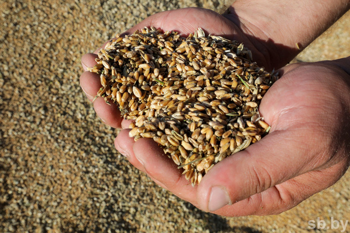    В Беларуси с учетом рапса собрали почти 1,5 миллиона тонн зерна