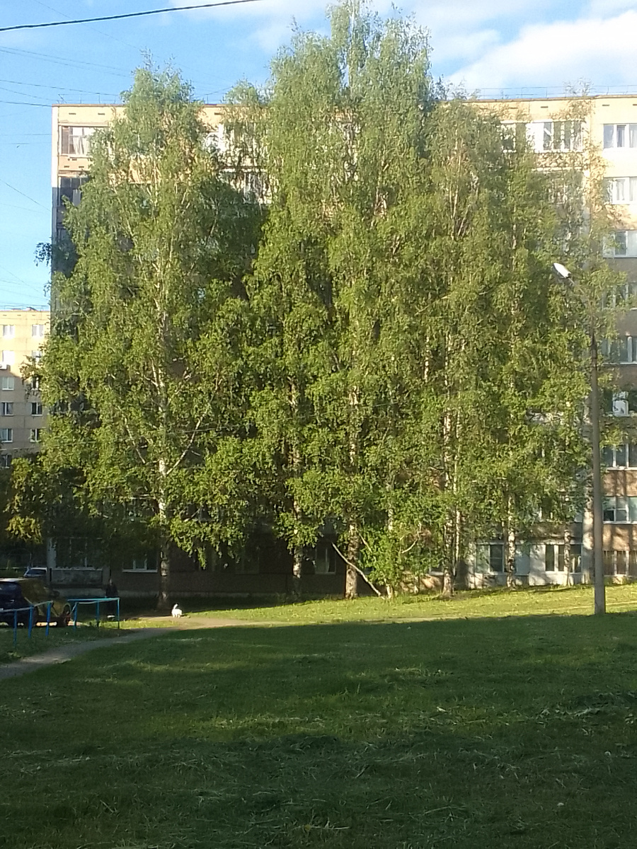 Деревья выше дома 