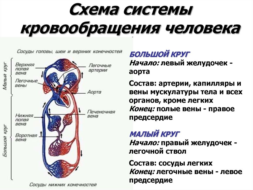 Работа сердца
