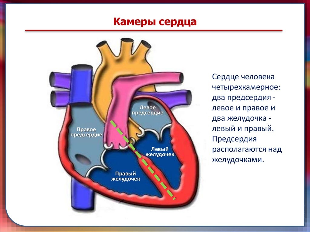 Строение камер сердца